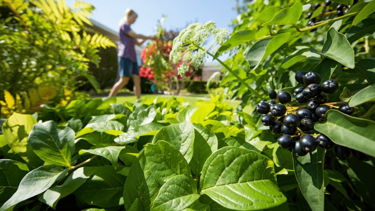 The Top 5 Deadliest Plants In The U.S. — And They Could Be Growing In Your Yard