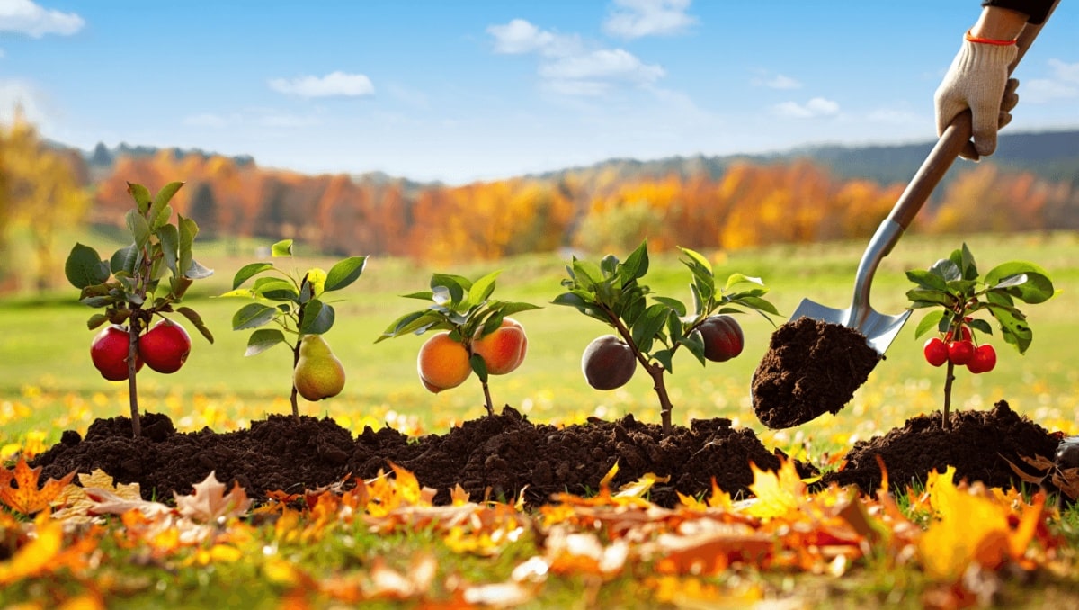 5 Fast-Growing Fruit Trees You Should Be Planting In The Fall