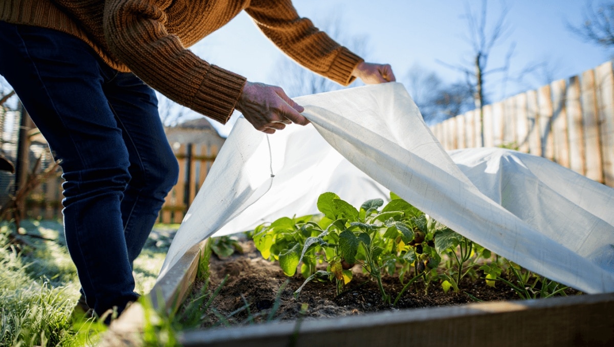 Gardeners Are Reusing Old Sheets To Beat The Freeze, And They're Smart To Do So