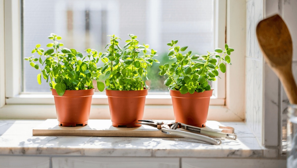 Start Growing This Popular Herb In Your Kitchen For A Fresh Supply Year-Round