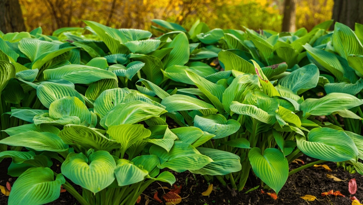 Simple Ways To Care For Hostas In Fall So They Come Back Strong And Healthy In Spring
