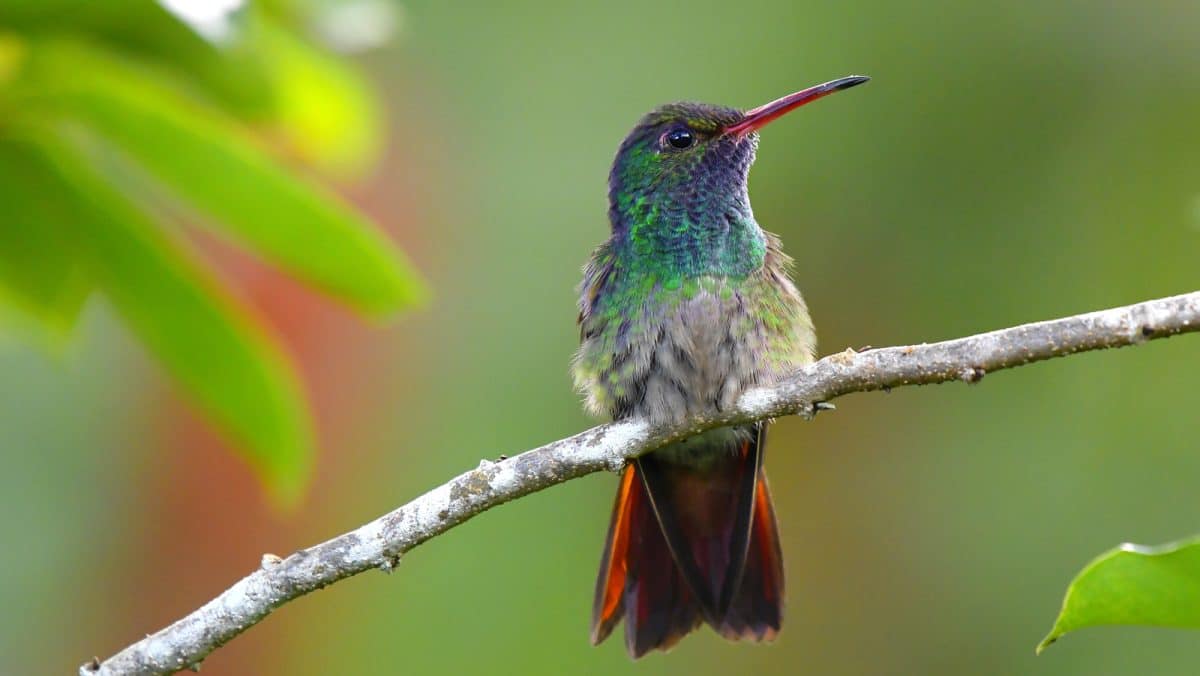 Bring More Hummingbirds To Your Garden By Planting This Sweet-Smelling Flower