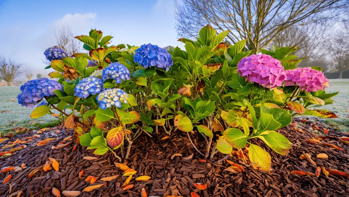 The Best Way To Prep Your Hydrangeas For Winter For Stunning Blooms Next Summer