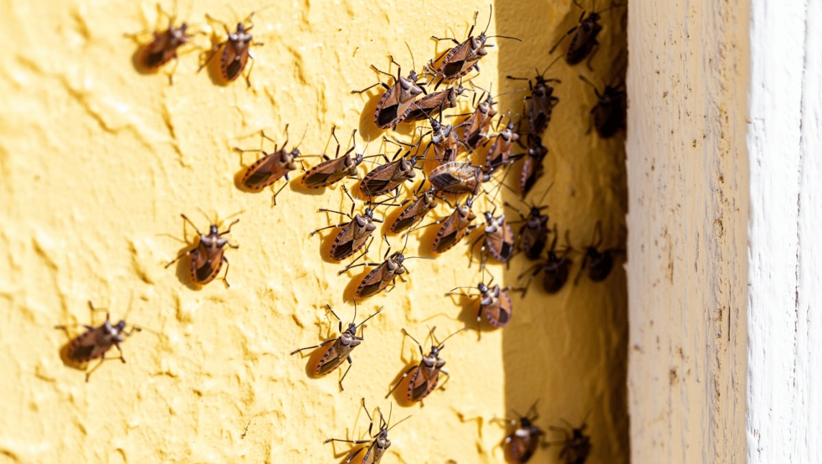 The Natural Scent That Keeps Stink Bugs From Making Your Home Their Winter Getaway