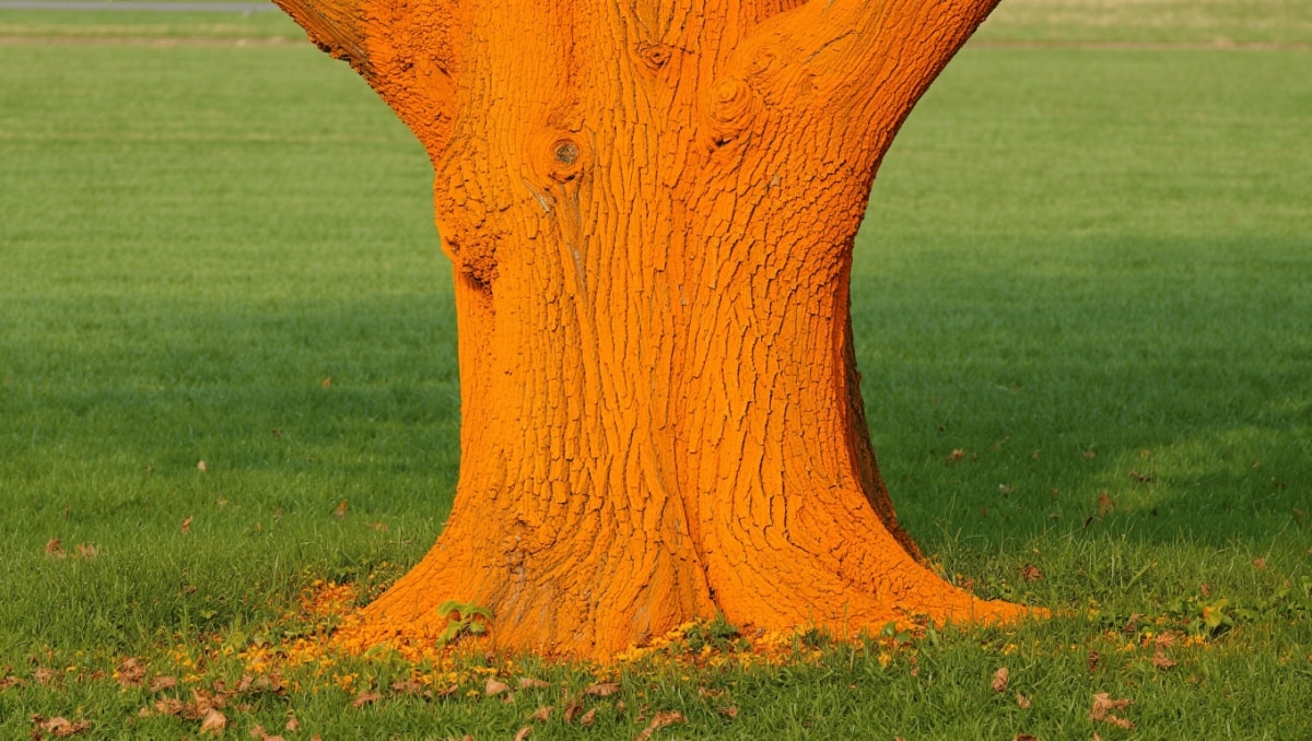 If You See A Tree Painted Orange, Don't Ignore It — Here's Why