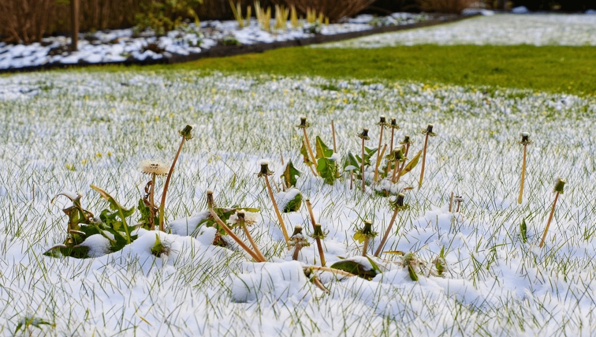 The 5 Best Ways To Keep Winter Weeds Out Of Your Yard For Good