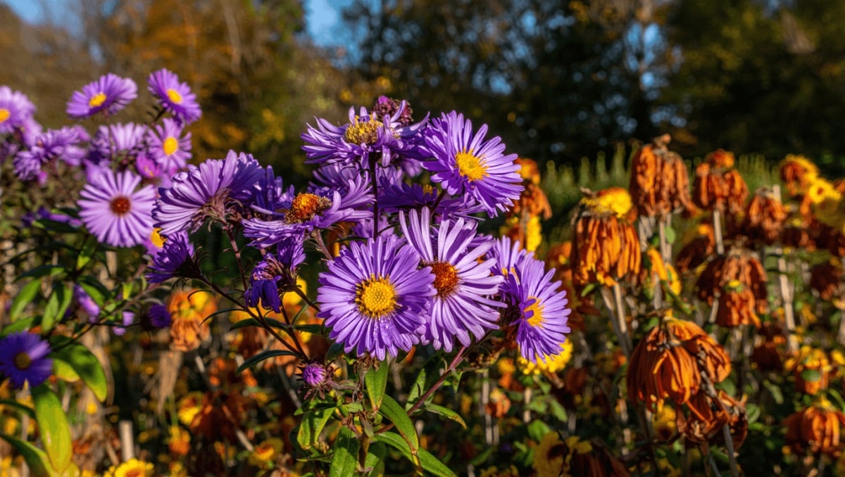 Forget Fussy Fall Mums: This Colorful Perennial Grows Beautifully Almost Anywhere
