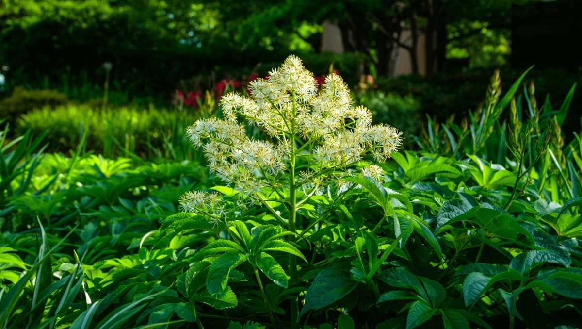 Fed Up With Temperamental Hostas? Start Growing This Tough Perennial Instead