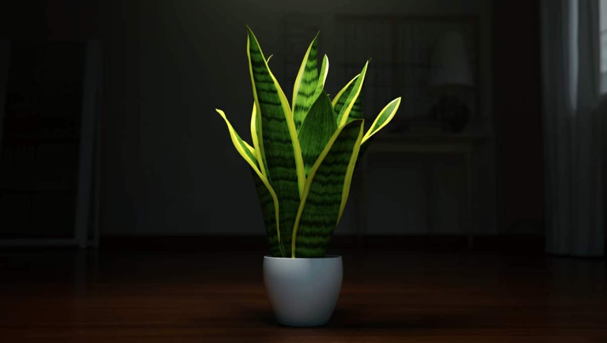 No Windows, No Problem: This Gorgeous Houseplant Thrives Anyway