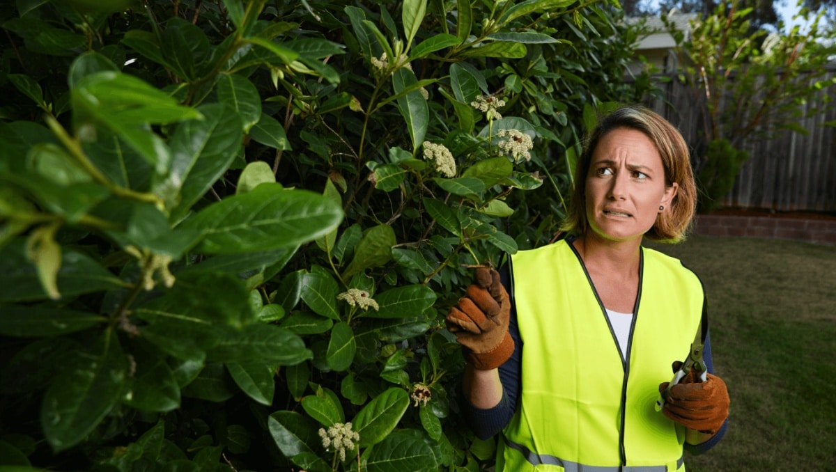 Gardener Urges Homeowners To Remove Highly Invasive, Tick-Magnet Plant: 'Get This Out'