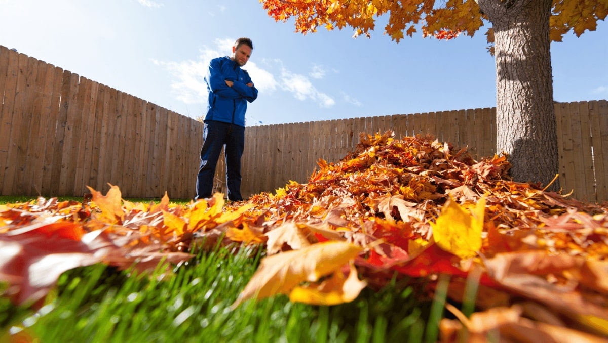 Leaves From A Neighbor's Tree On Your Lawn? Here's Who Cleans Them Up