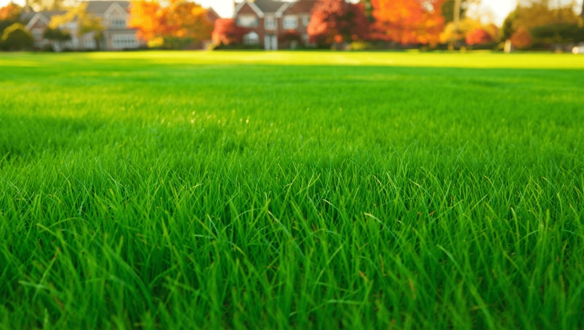 For A Lush Spring Lawn Your Neighbors Will Envy, Do This One Key Thing Before Winter