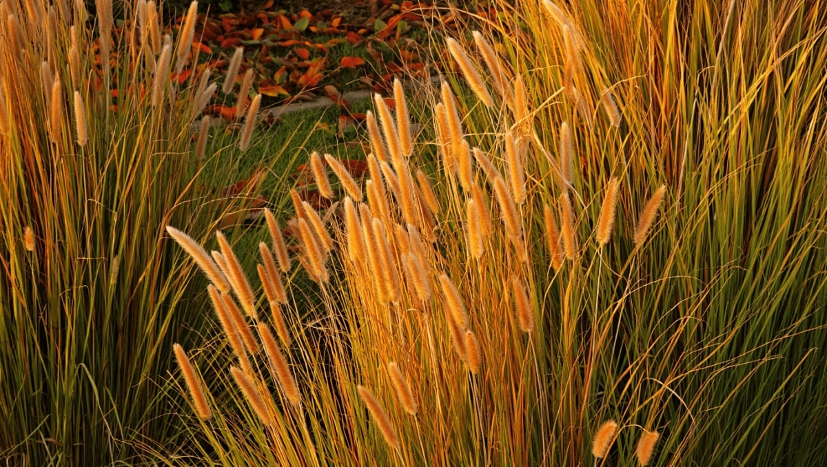 The Easy Trick The Pros Use To Cut Back Ornamental Grasses For A Stunning Landscape