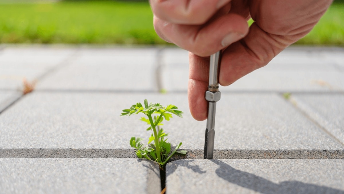 The Simple Hack To Remove Weeds Growing In Cracks And Pavers In A Pinch