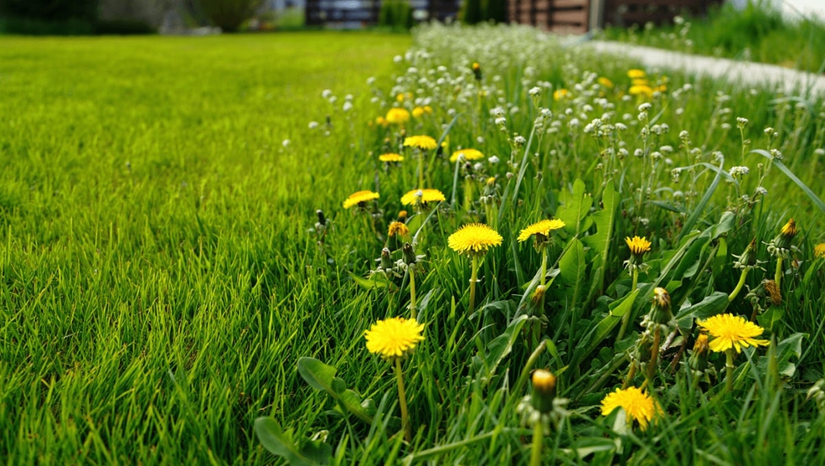 Are Your Neighbor's Weeds Invading Your Yard? Here's What To Do