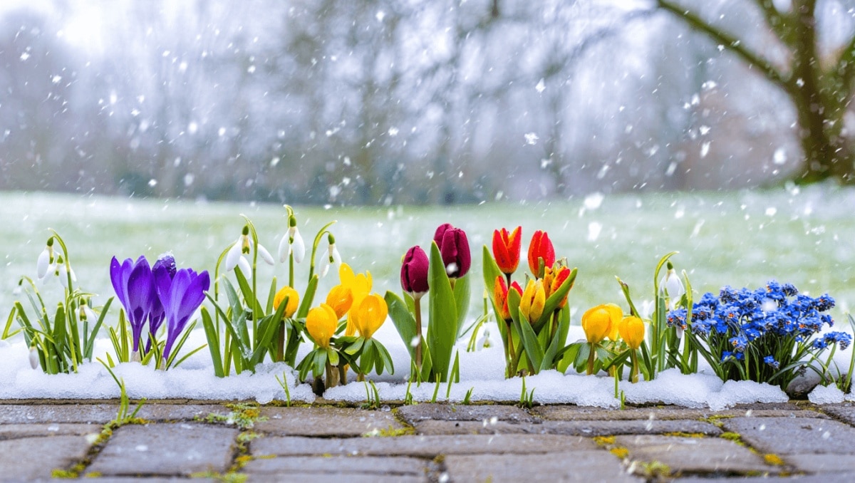 10 Flowers You Can Sow In The Winter For A Garden Bursting With Blooms Next Spring