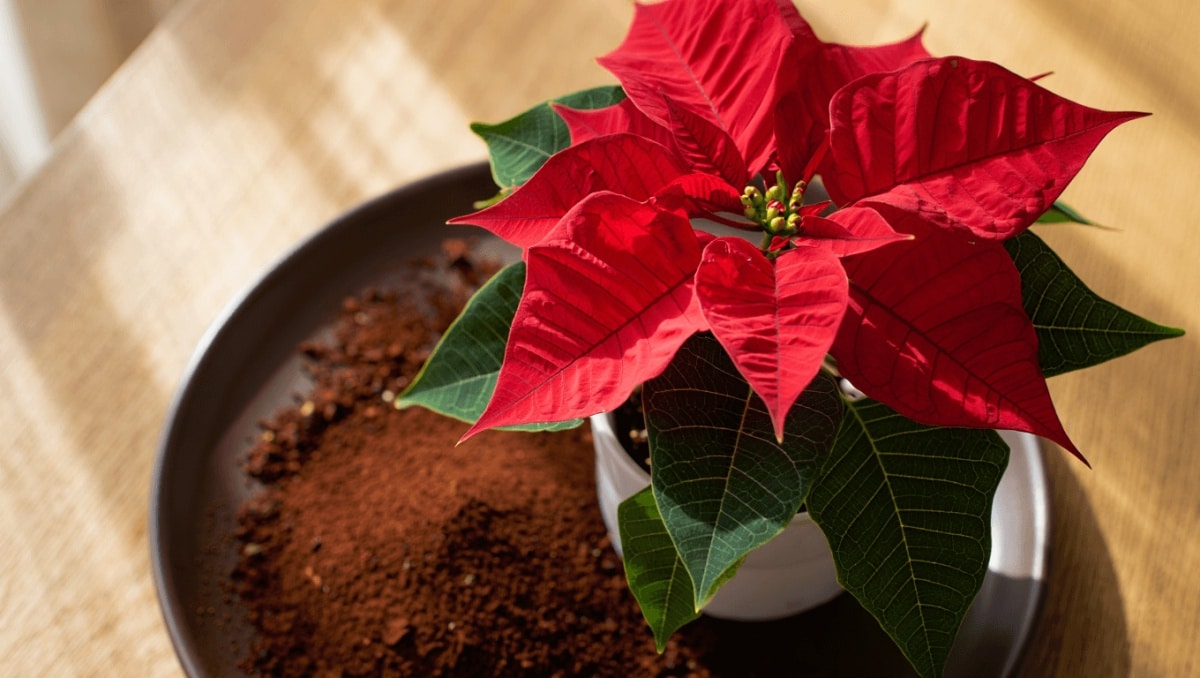 Are Coffee Grounds The Secret To Thriving Poinsettia Plants All Winter Long?