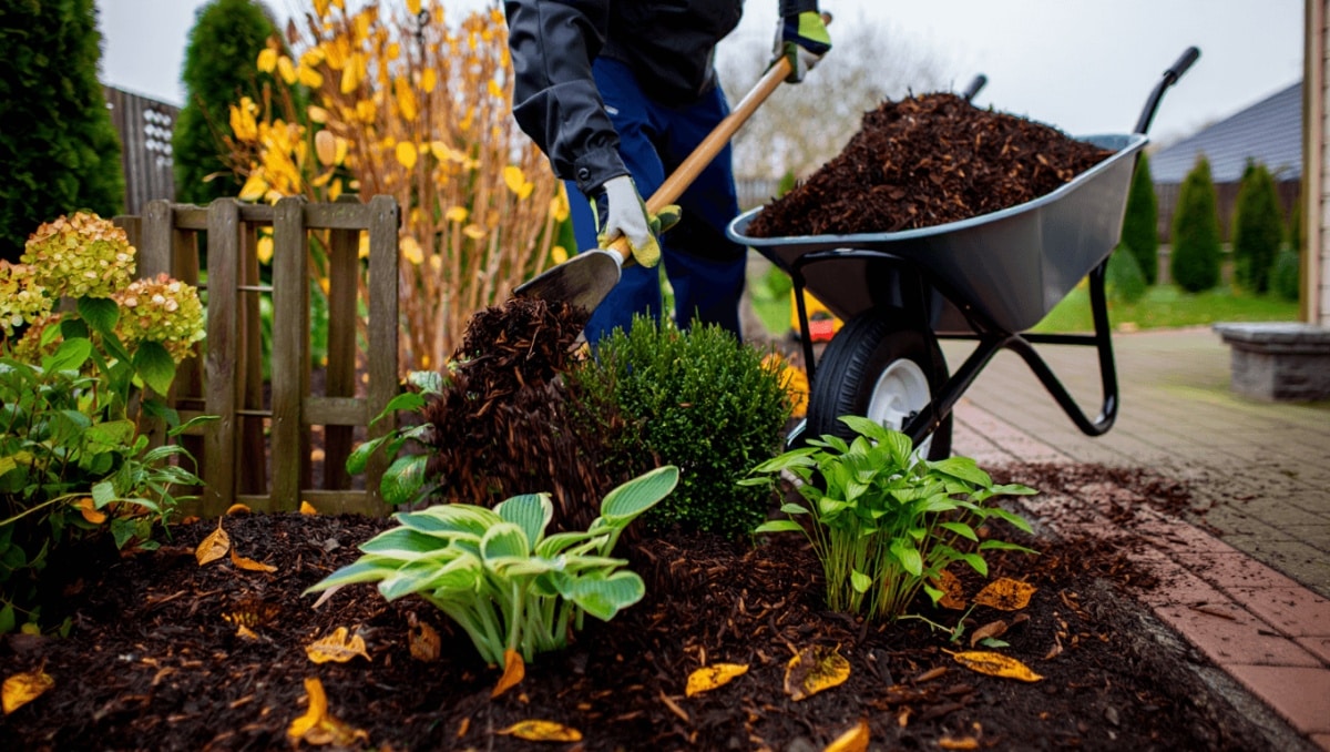 Add Mulch To The Soil Around These 17 Common Plants Before Winter & Thank Us Later