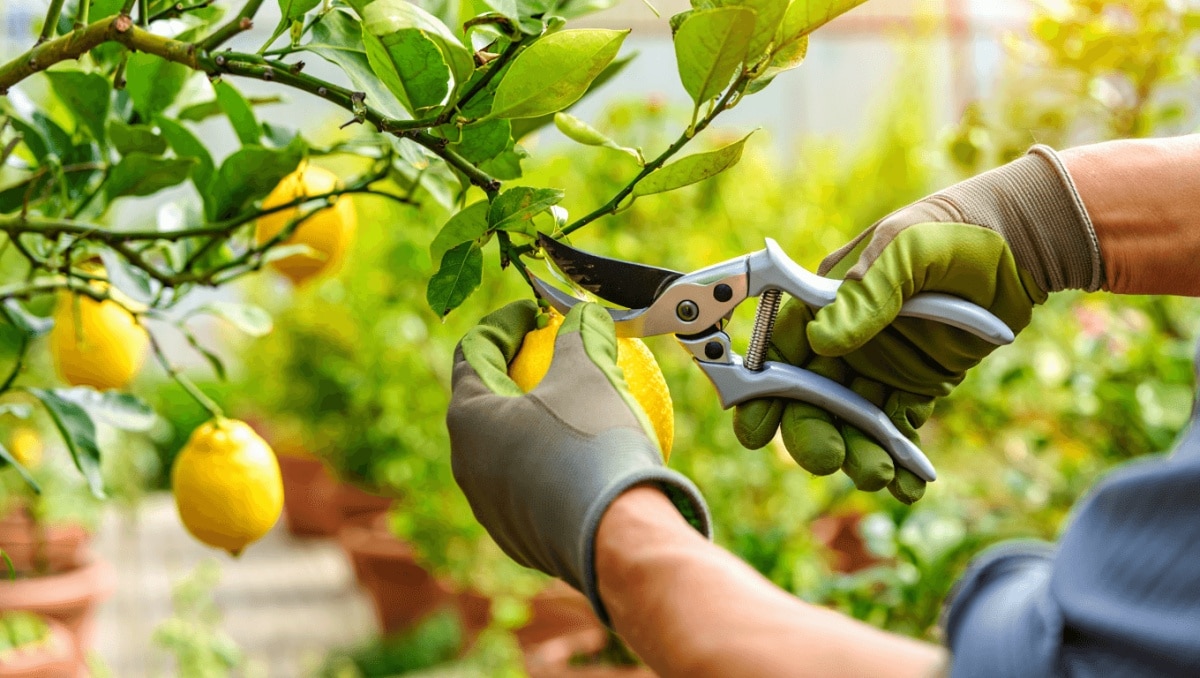 How To Prune A Lemon Tree For More Fruit — Plus The Very Best Time To Do It