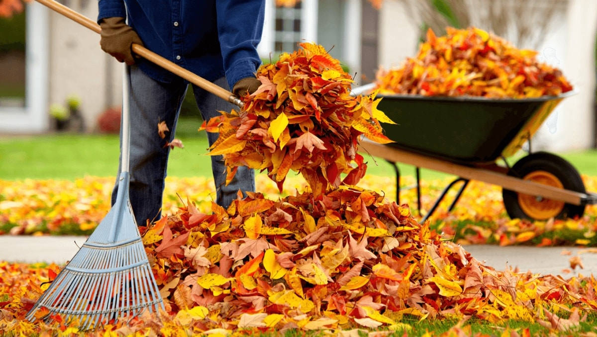 Raking Leaves? Save Time And Money With This Nifty Clean-Up Hack