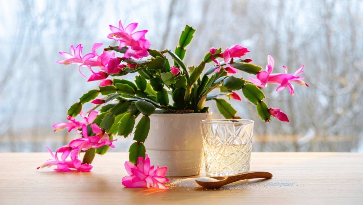 Is Sugar Water The Secret To A Thriving Christmas Cactus? Here's The Truth