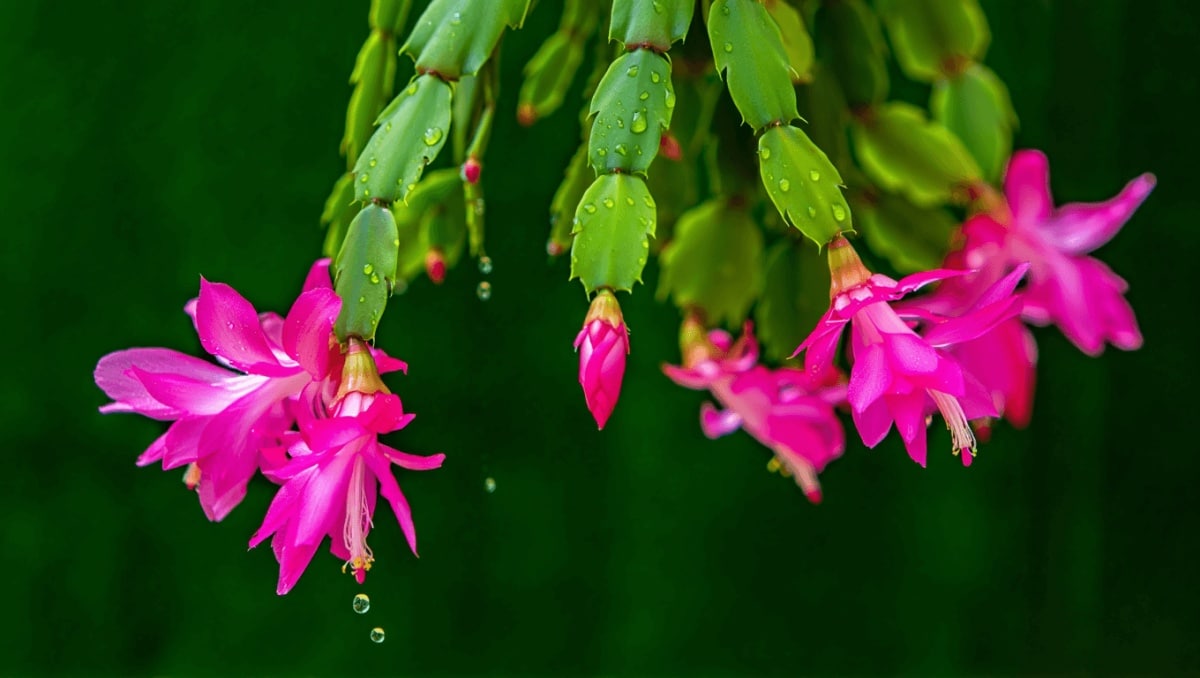 Not Daily, Not Every Few Days: Here's How Often To Water A Christmas Cactus To Keep It Thriving