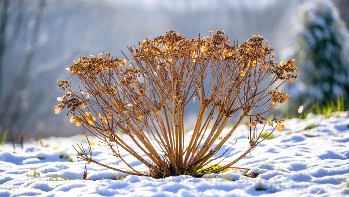 Want Healthier Hydrangeas In The Spring? Do This One Thing In January