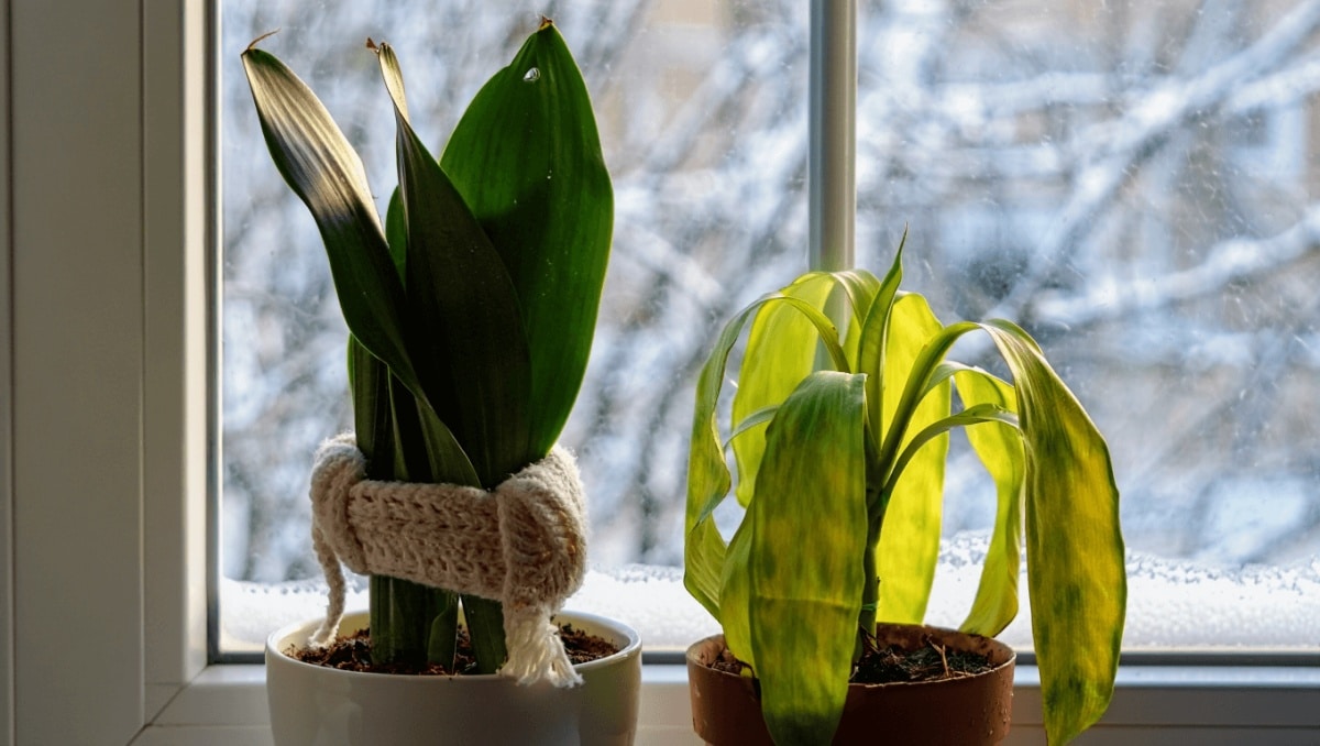 How Often To Water Your Snake Plants In The Winter To Keep Them Happy And Healthy