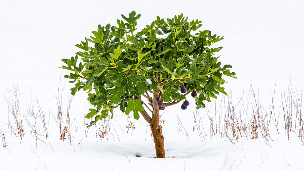 The Fast-Growing Fruit Tree That Thrives In Cold Climates & Is Great For Beginners