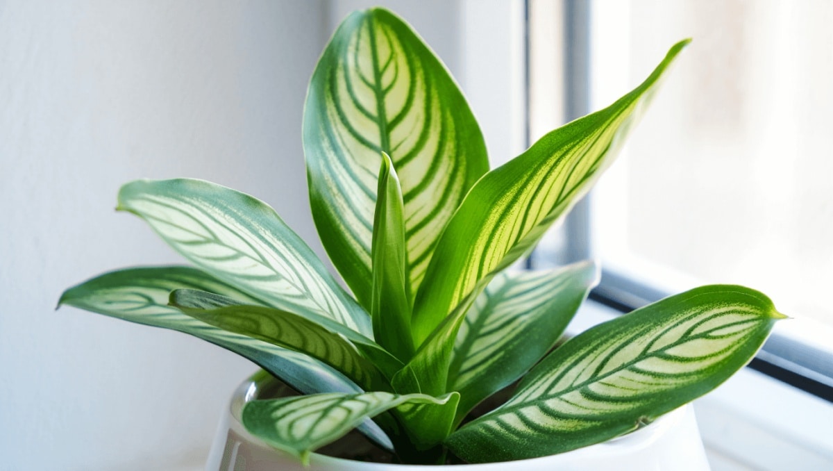 The Indoor Plant That Thrives In Front Of North-Facing Windows
