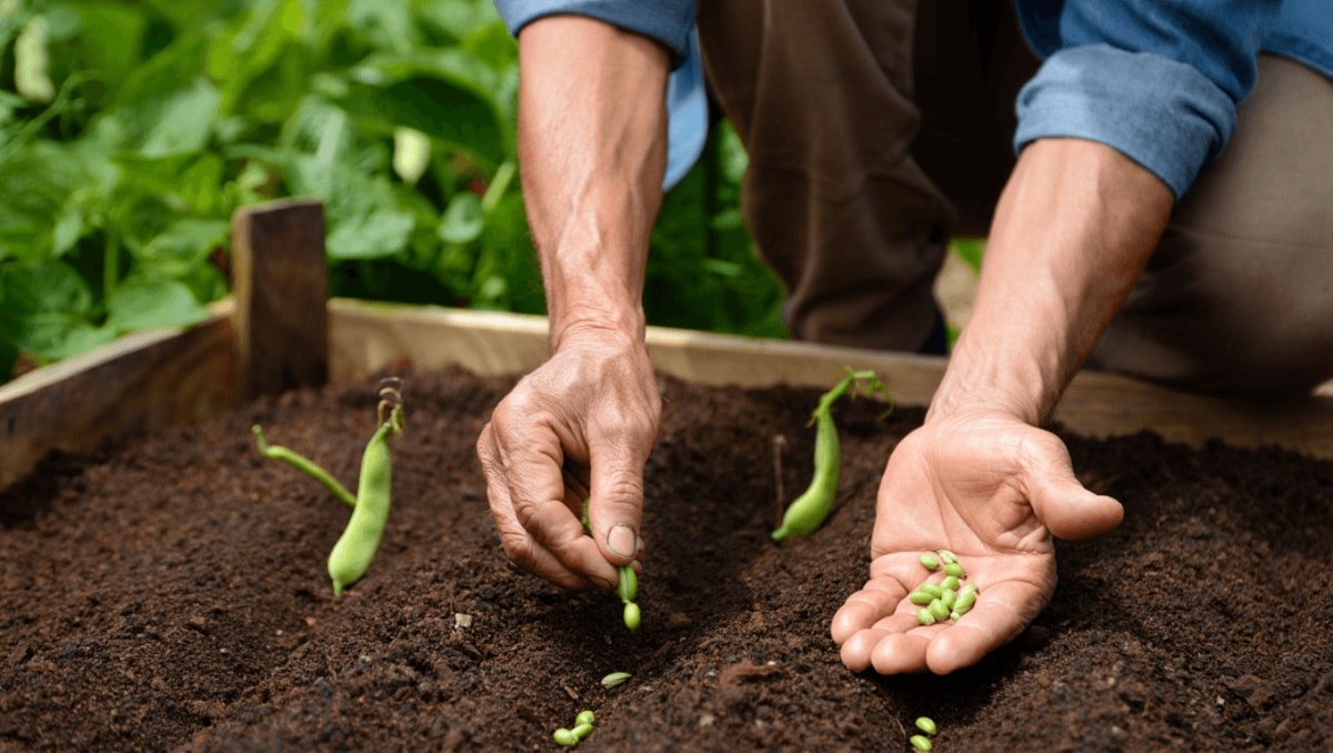 Skip The Seedling — Grow This Favorite Veggie From Seed For A More Abundant Harvest