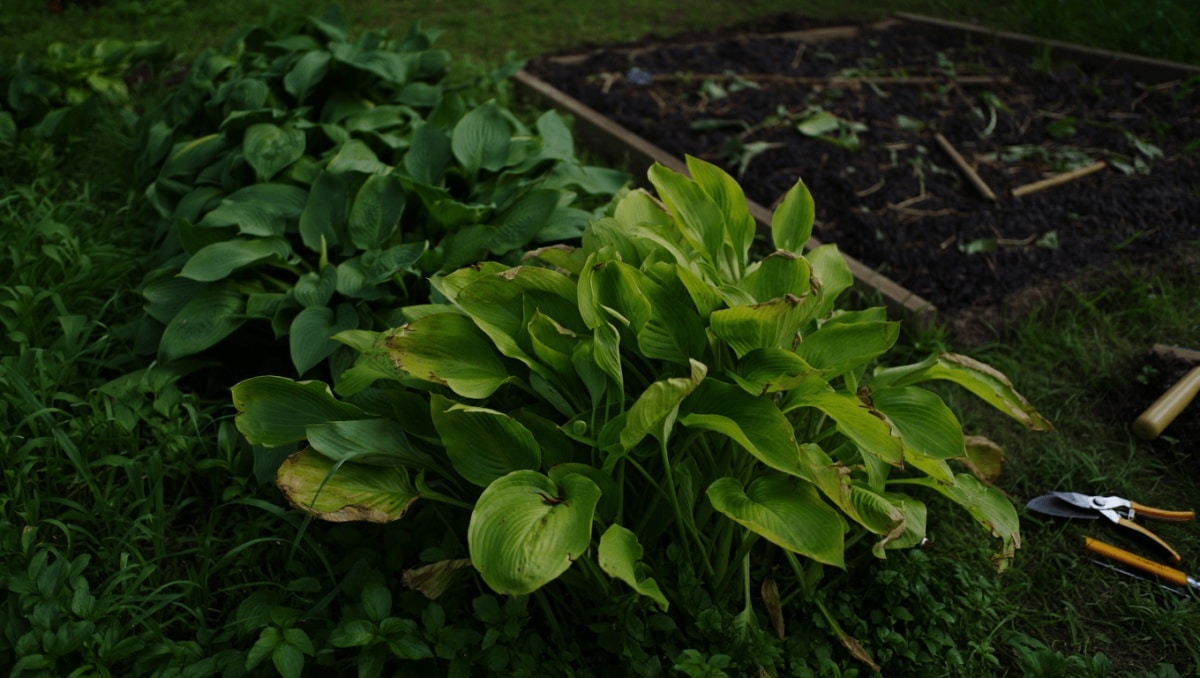Skip Planting Hostas Unless You're Ready For These Downsides