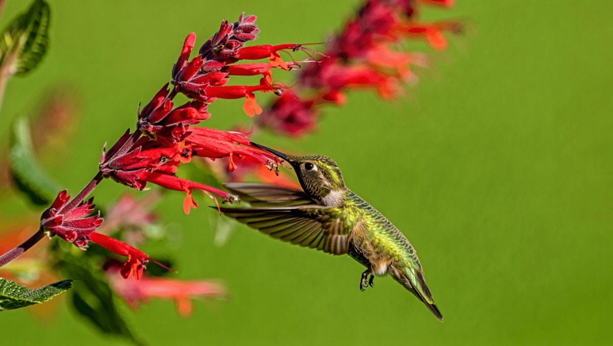 Plant This Fast-Growing Flowering Plant To Attract Hummingbirds From Spring To Fall
