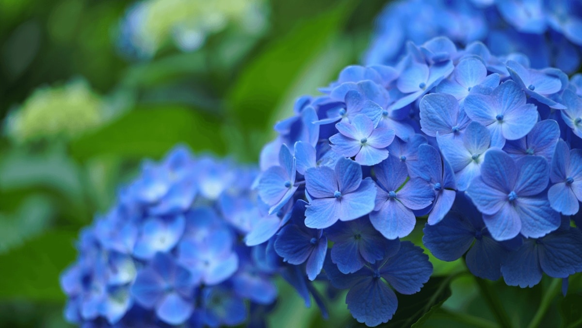 Want Stunning, Long-Lasting Hydrangea Blooms? Plant Them At This Time