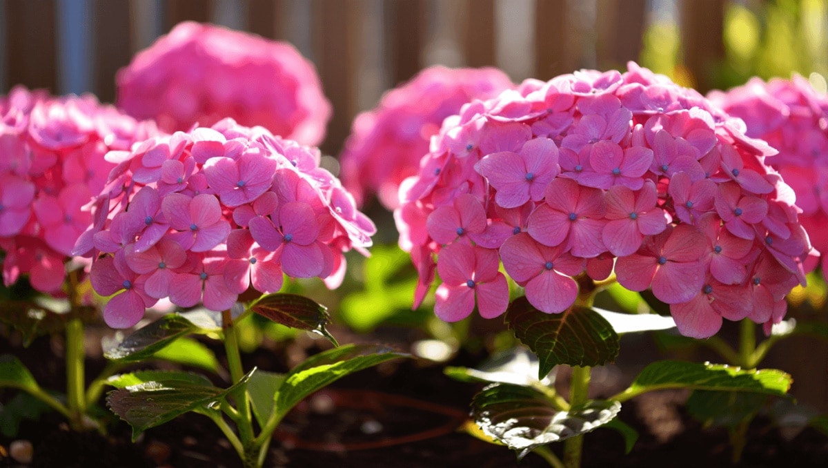 How To Get Your Hydrangeas Ready For Spring So They Bloom Beautifully All Season