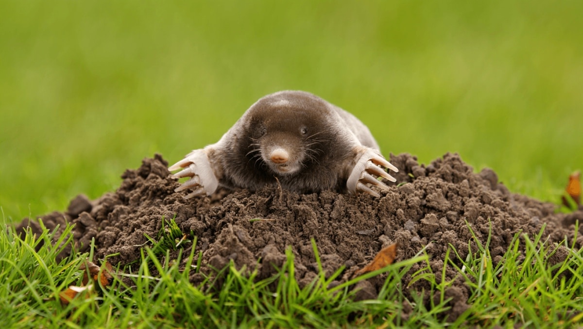 The Mistakes You're Making That Are Attracting Moles To Your Yard