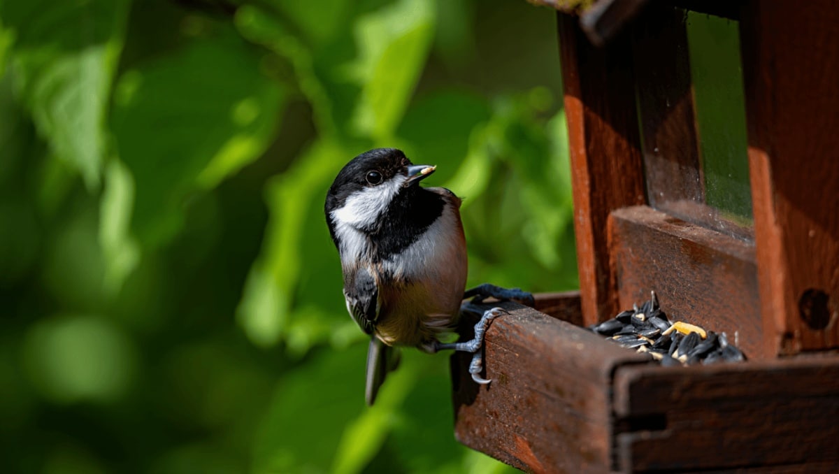 Attract This Friendly Bird To Your Garden For Natural Pest Removal — Here's How