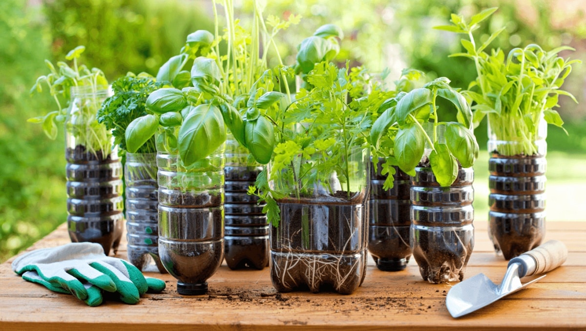 Transform Empty Plastic Bottles Into A Simple Herb Garden For Next To Nothing