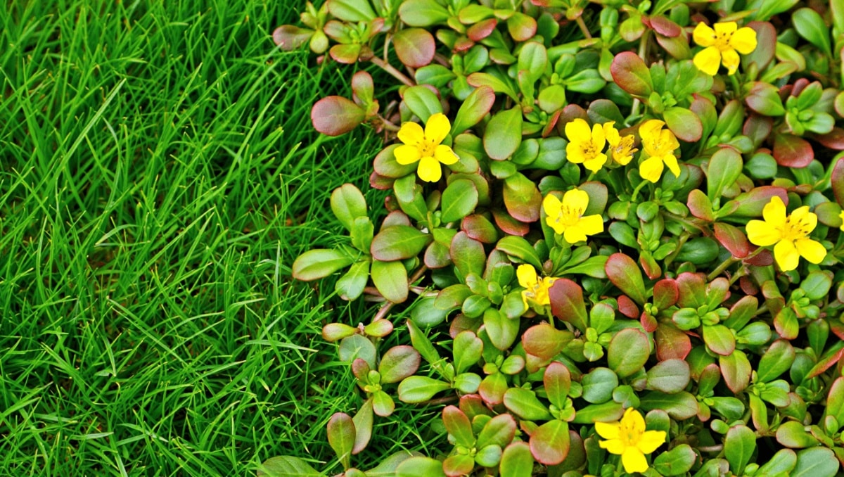 The Best Way To Stop Purslane Before It Starts In Your Yard