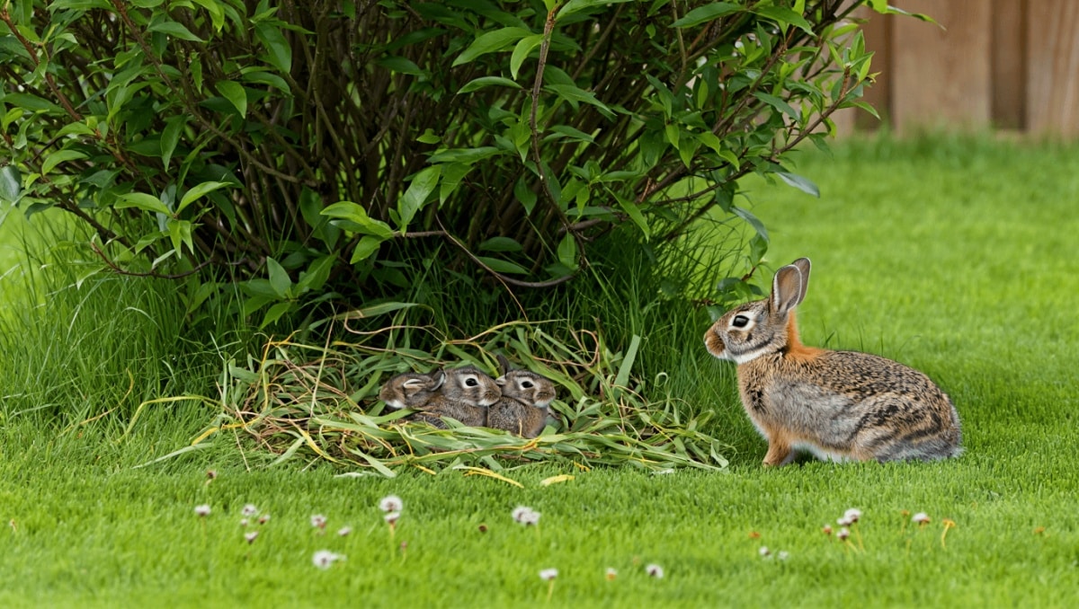 Exactly What To Do If You Discover A Rabbit's Nest In Your Yard