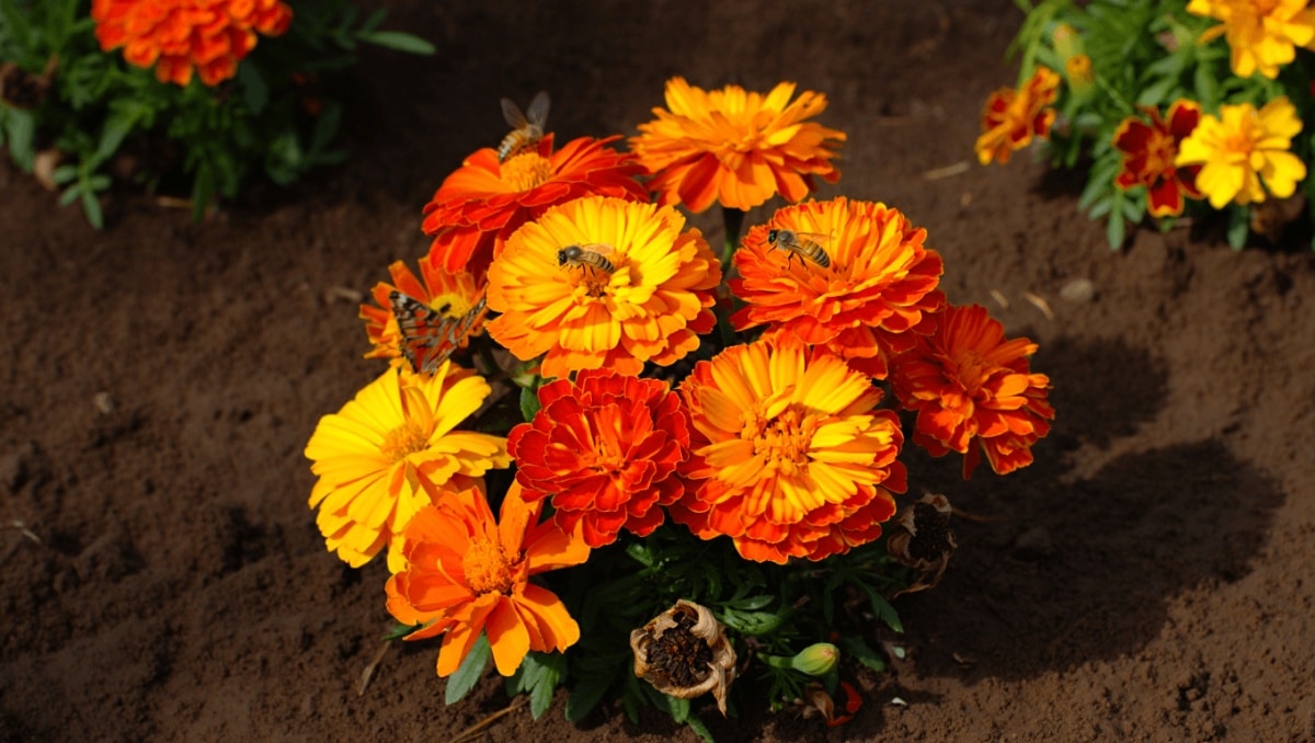 The Colorful Flower That Self-Seeds And Naturally Boosts Your Garden Soil
