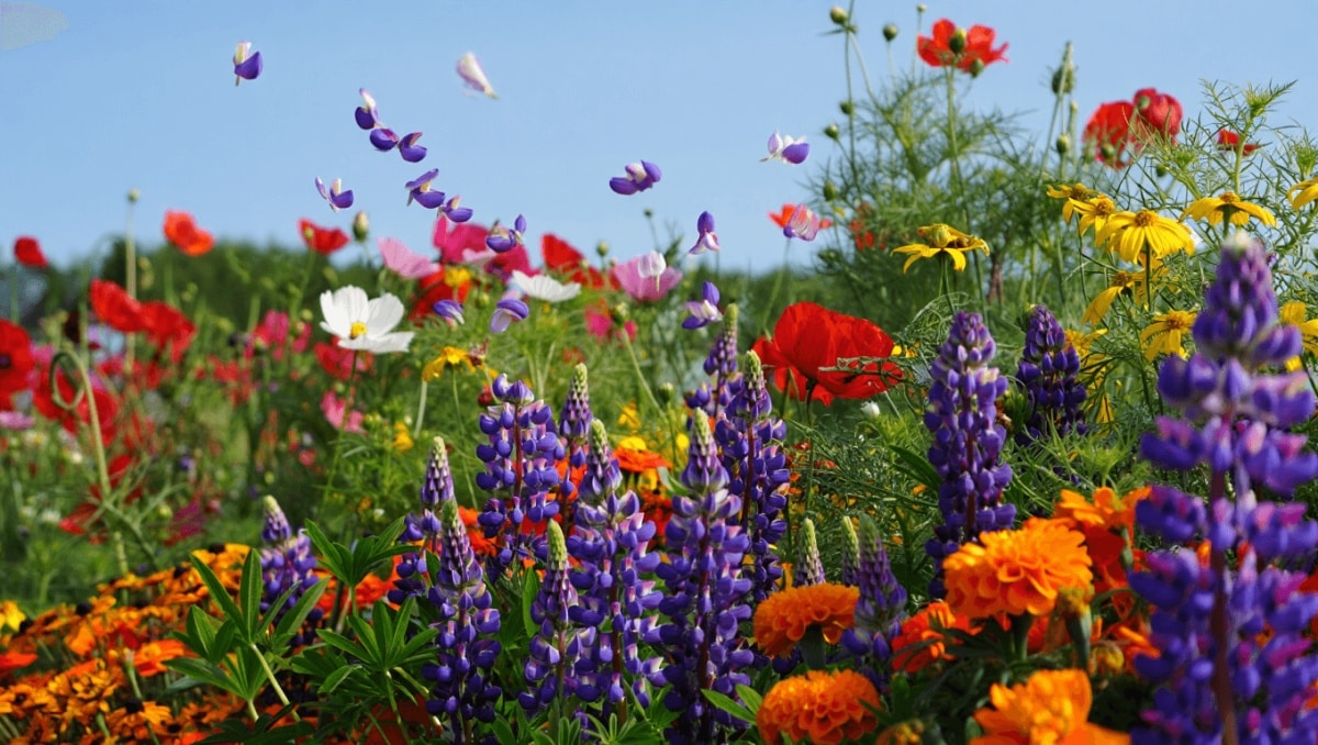 19 Stunning Self-Seeding Flowers You Plant Once And Enjoy For Years