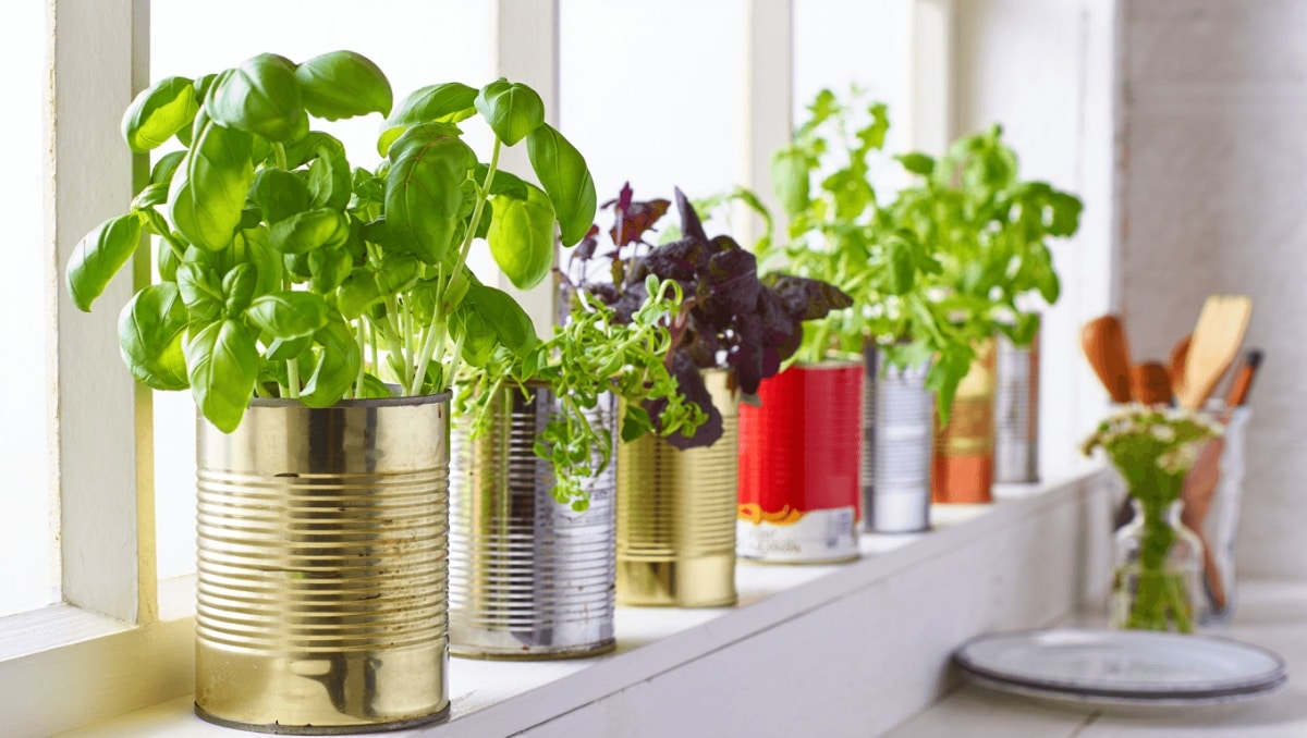 Reuse Soup Cans To Grow A Kitchen Herb Garden That Keeps On Giving