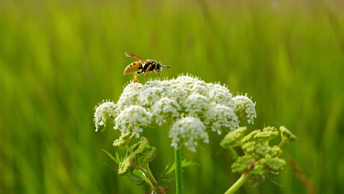 The Wasp-Attracting Plant You Should Never Grow In Your Garden