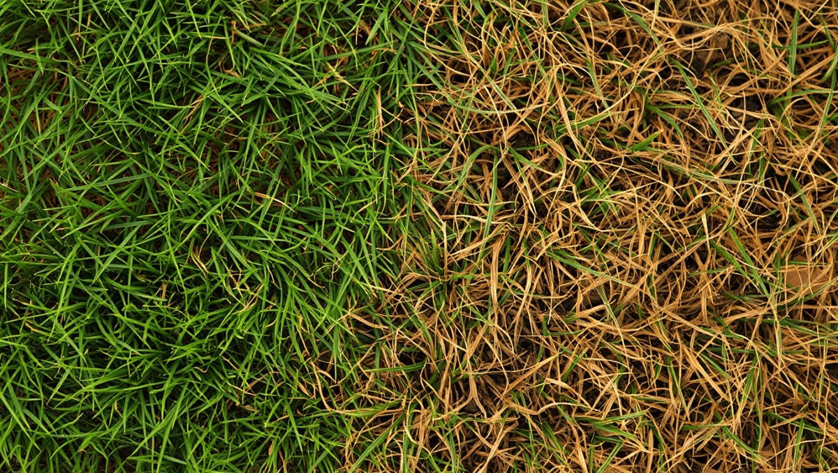 Zoysia Grass Look Brown? Here's How To Know If It's Dead Or Dormant