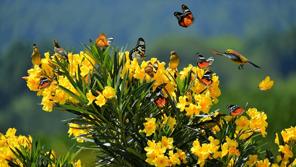 The Fragrant Privacy Tree That Birds & Butterflies May Flock To In Your Yard