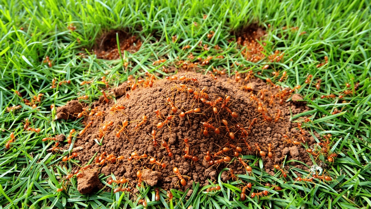What To Do If You Find A Fire Ant Nest In Your Yard