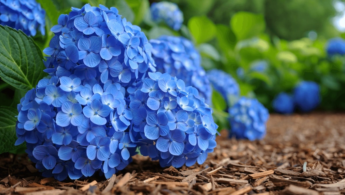 Do This One Thing To Your Hydrangeas In April For Stunning Blooms