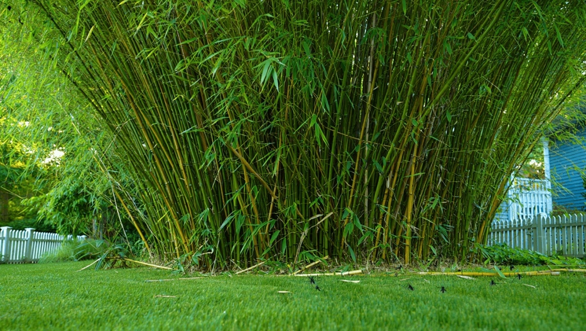 Think Twice Before Putting This Invasive, Mosquito-Magnet Plant In Your Yard