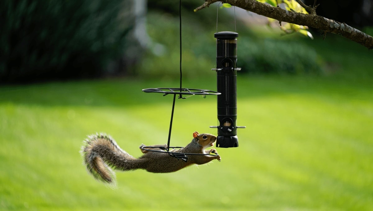 Keep Squirrels Out Of Your Bird Feeder — It Only Takes This One Addition